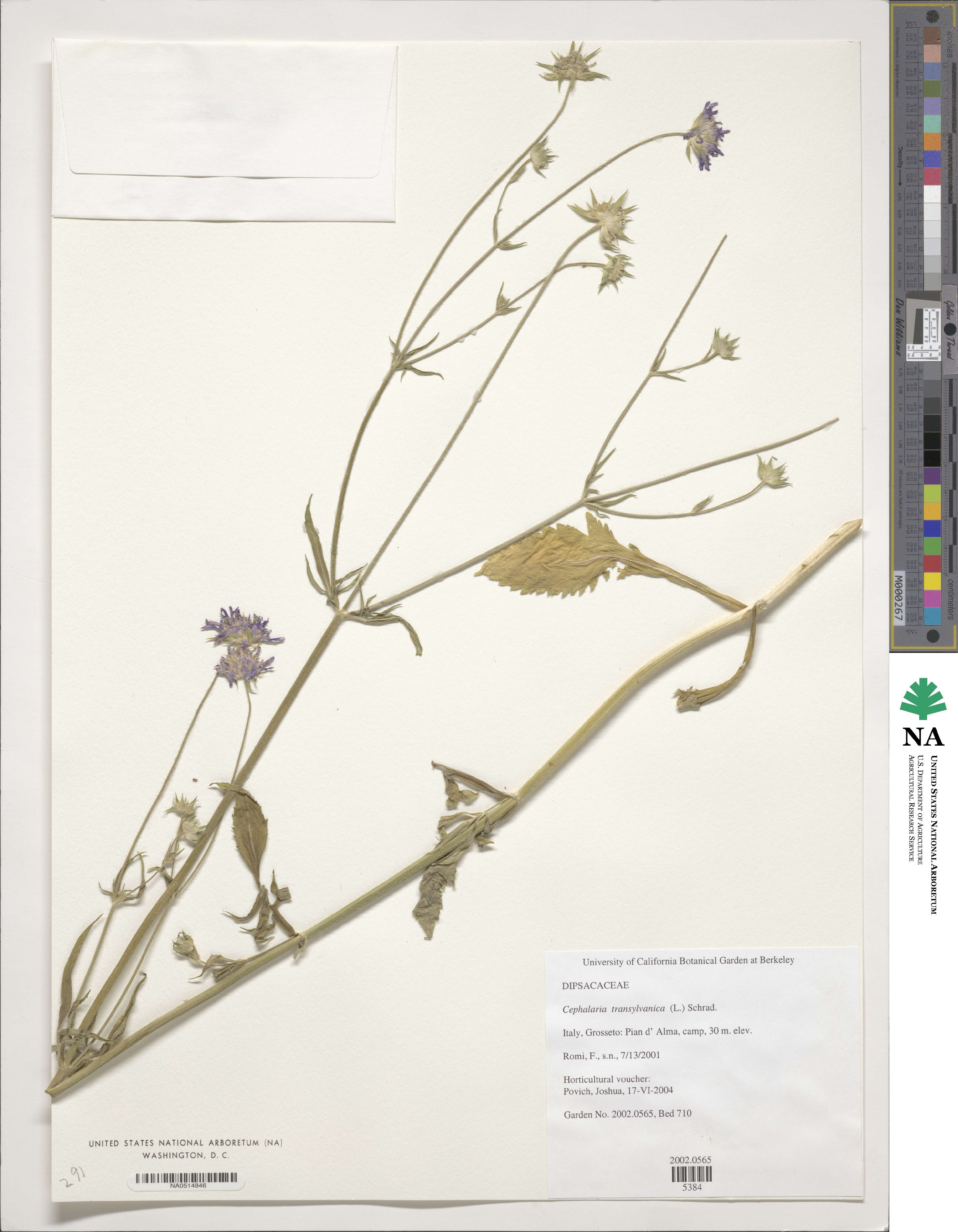 Cephalaria image