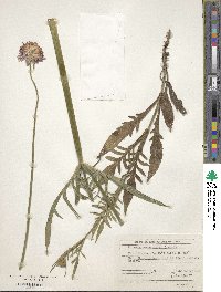 Knautia arvensis image