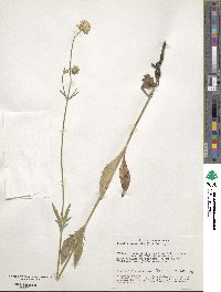 Knautia arvensis image