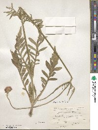 Knautia arvensis image