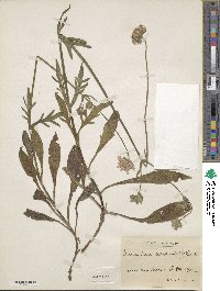 Knautia arvensis image