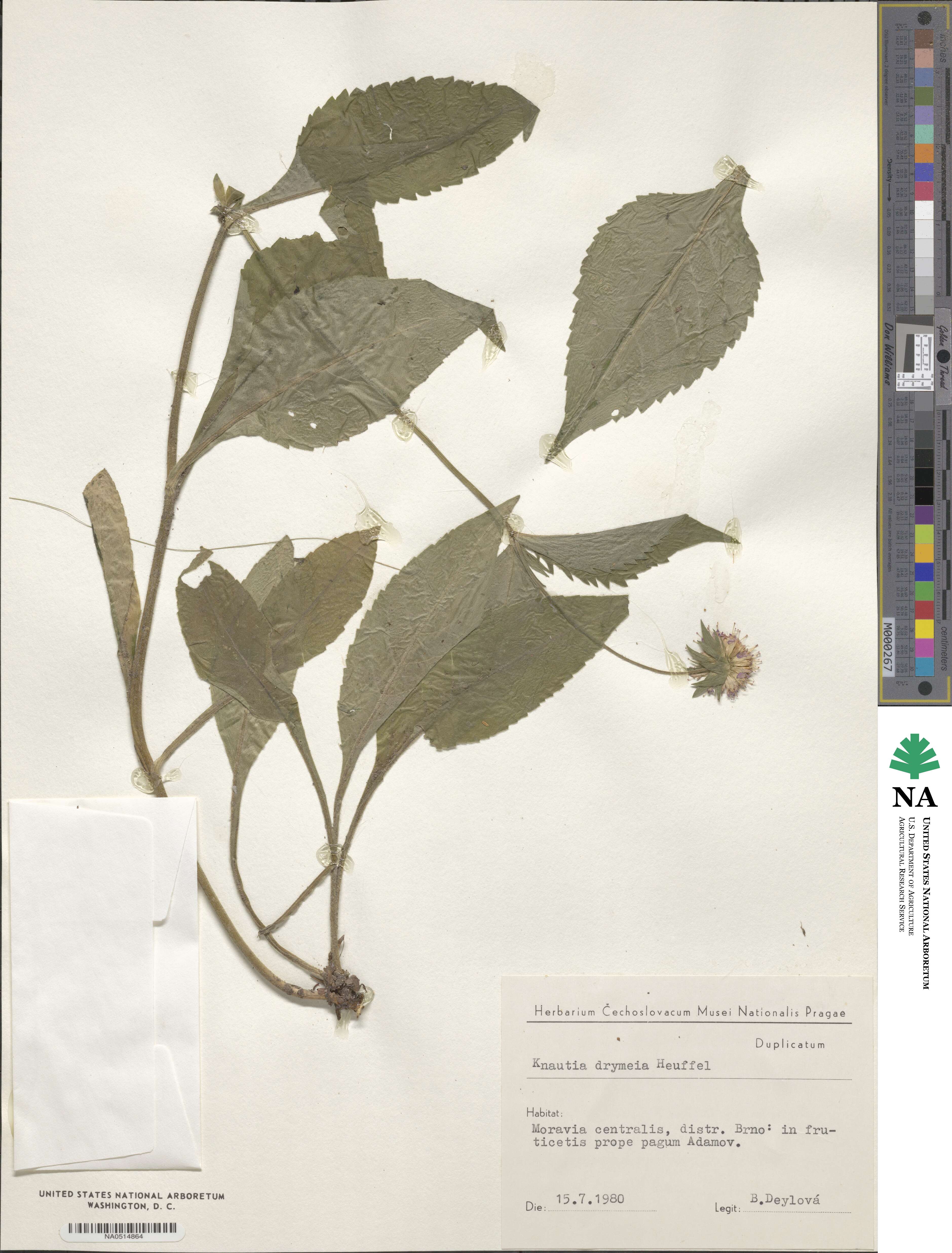 Knautia drymeia image