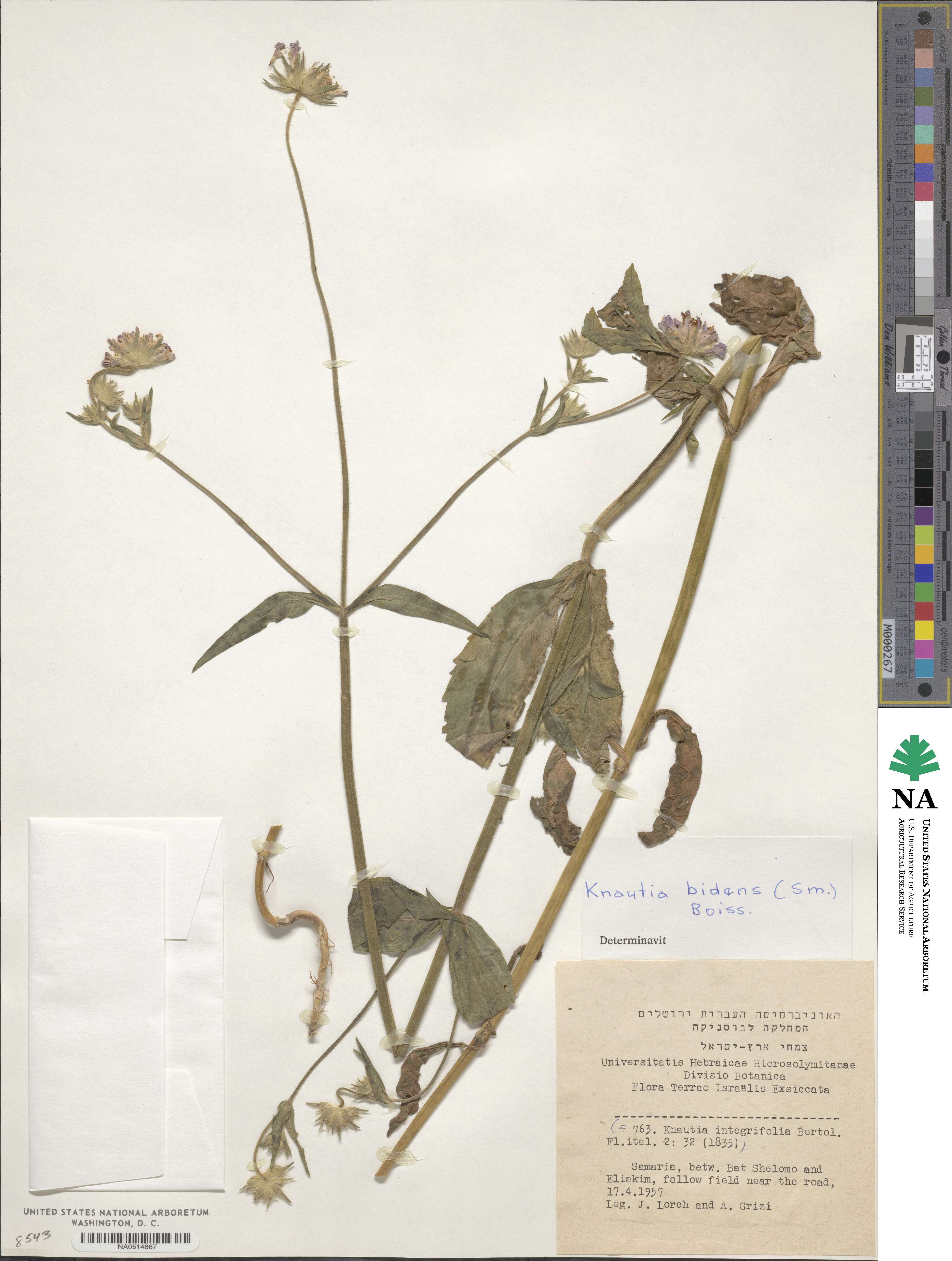 Knautia integrifolia subsp. urvillei image