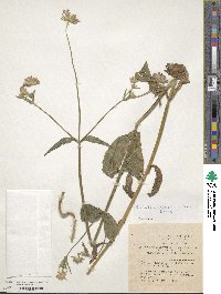 Knautia integrifolia image