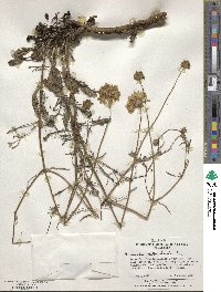 Scabiosa columbaria image