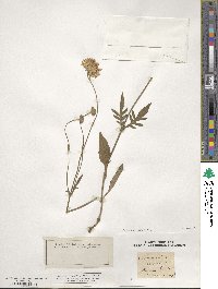 Scabiosa arvensis image