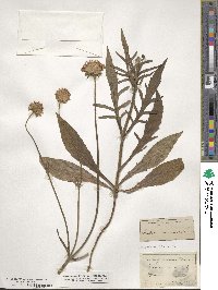 Scabiosa arvensis image