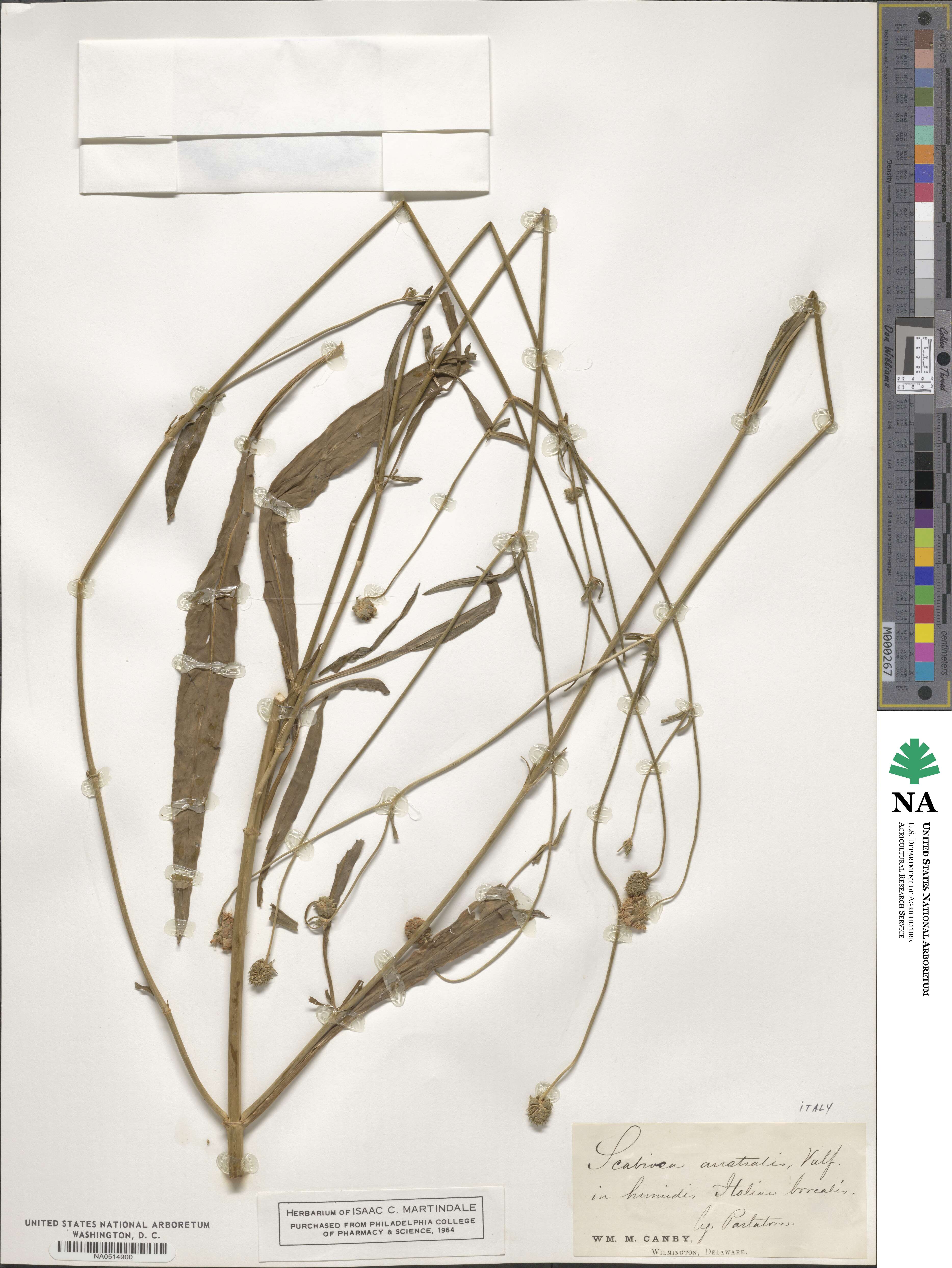 Succisella inflexa image