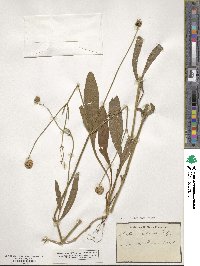 Succisella inflexa image