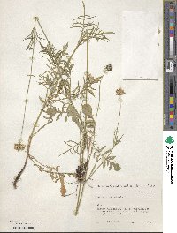 Scabiosa columbaria image