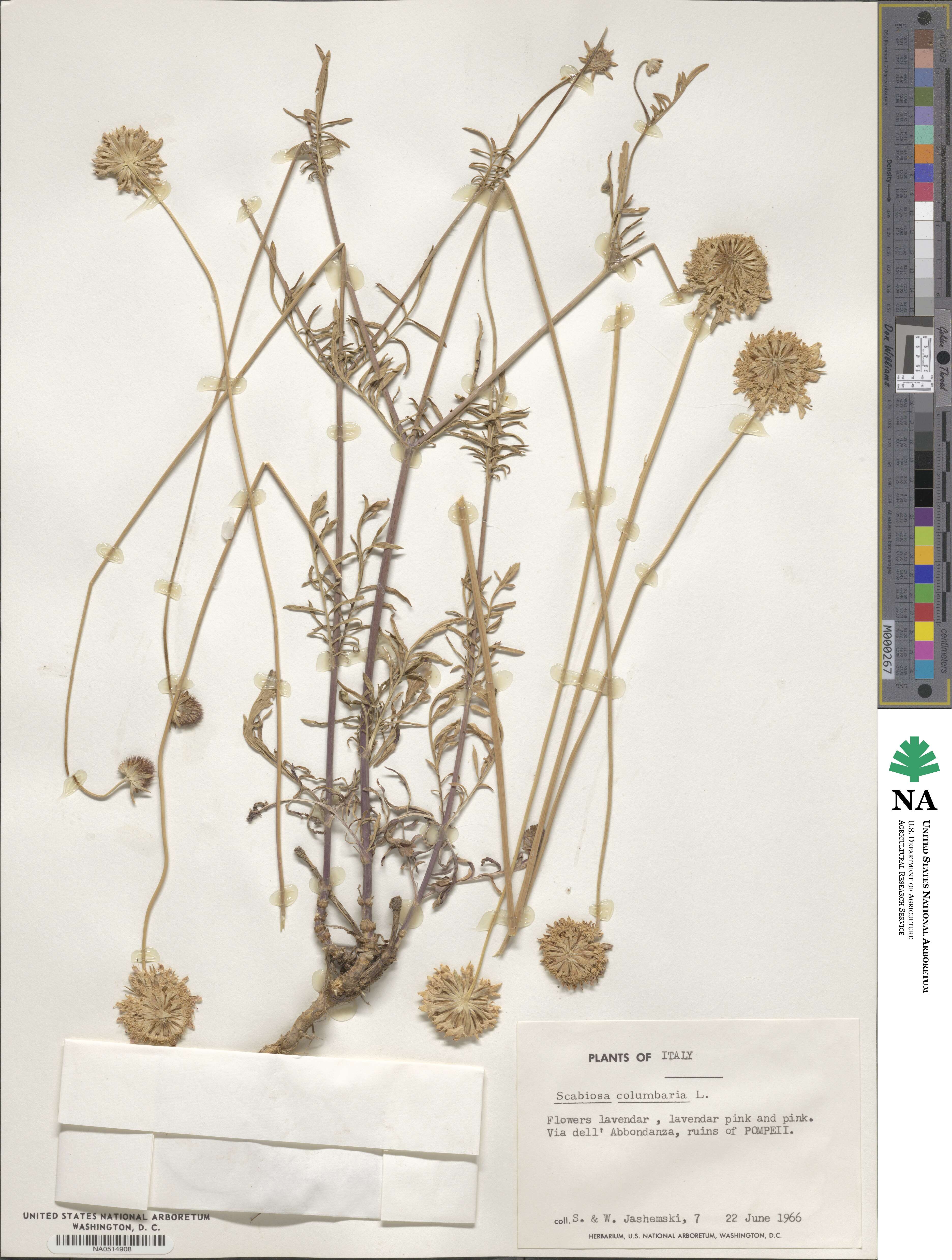 Scabiosa columbaria image