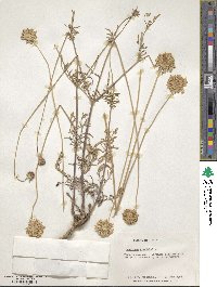 Scabiosa columbaria image