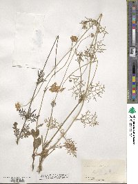 Scabiosa columbaria image