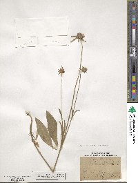 Scabiosa columbaria image