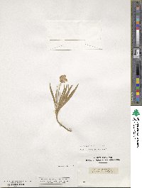 Lomelosia graminifolia image