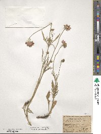 Scabiosa lucida image
