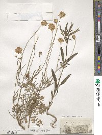 Scabiosa ochroleuca image