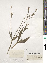 Knautia orientalis image