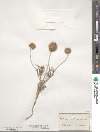 Scabiosa stellata image