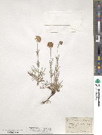 Scabiosa canescens image