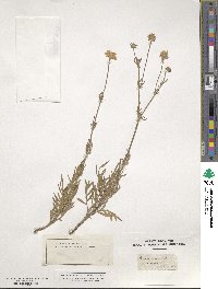 Scabiosa canescens image