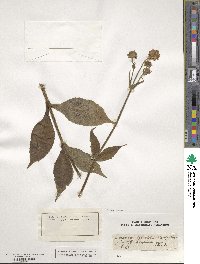 Scabiosa sylvatica image