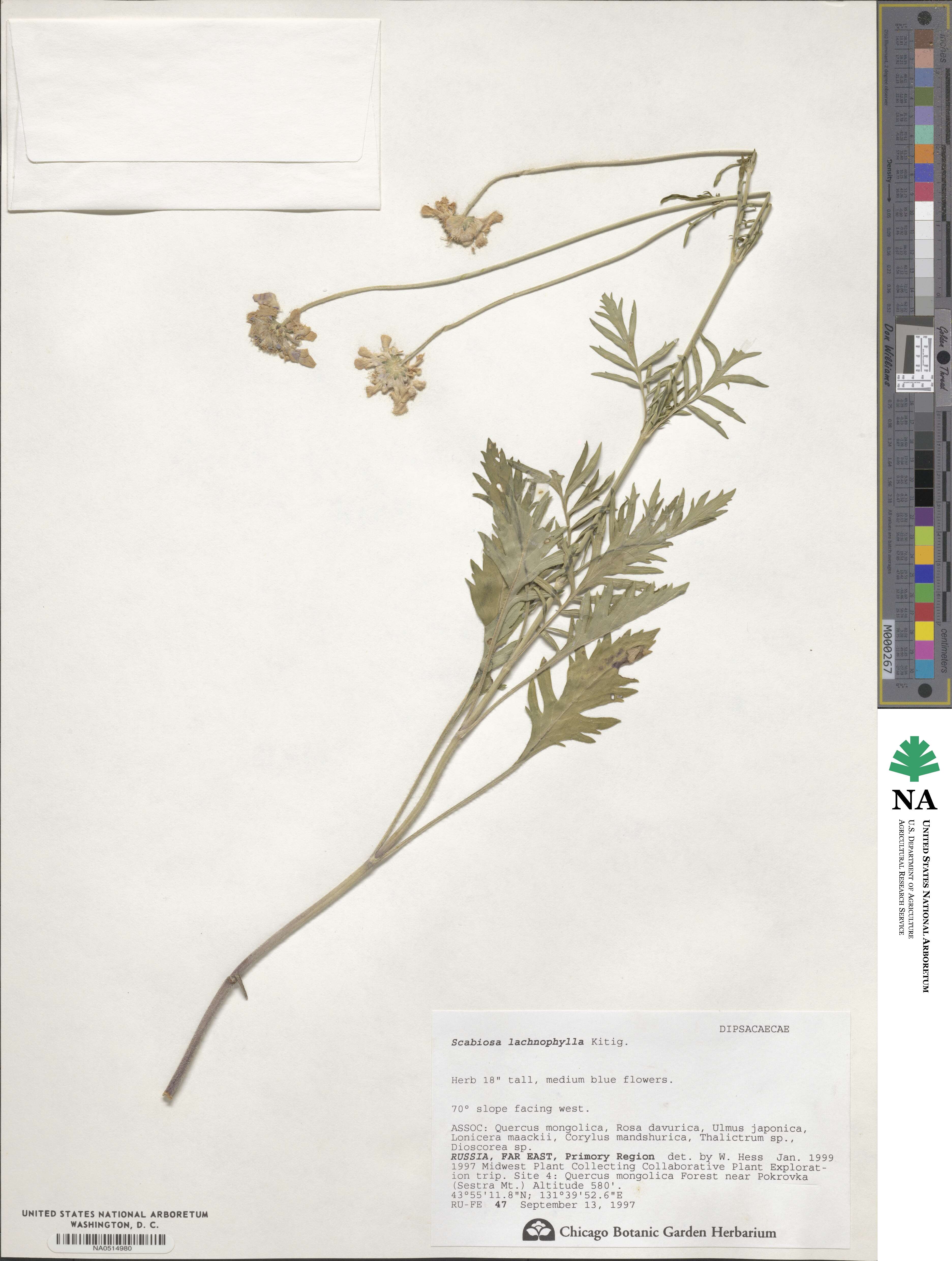 Lomelosia comosa image