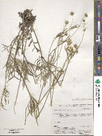 Scabiosa ochroleuca image