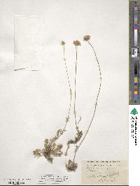 Scabiosa ochroleuca image