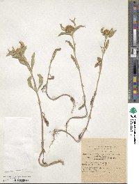 Scabiosa prolifera image