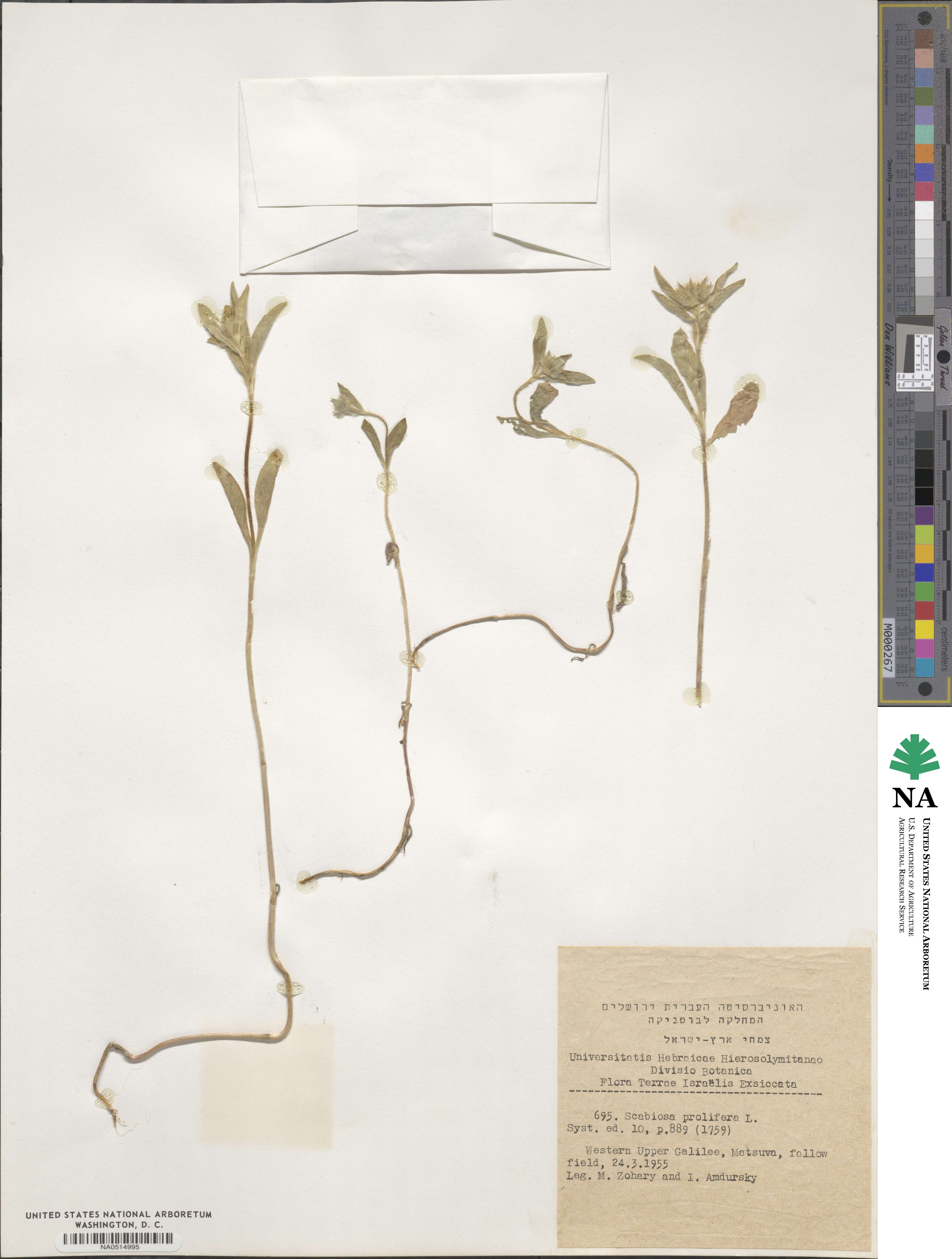 Scabiosa prolifera image