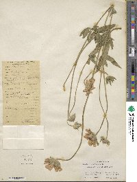 Lomelosia speciosa image