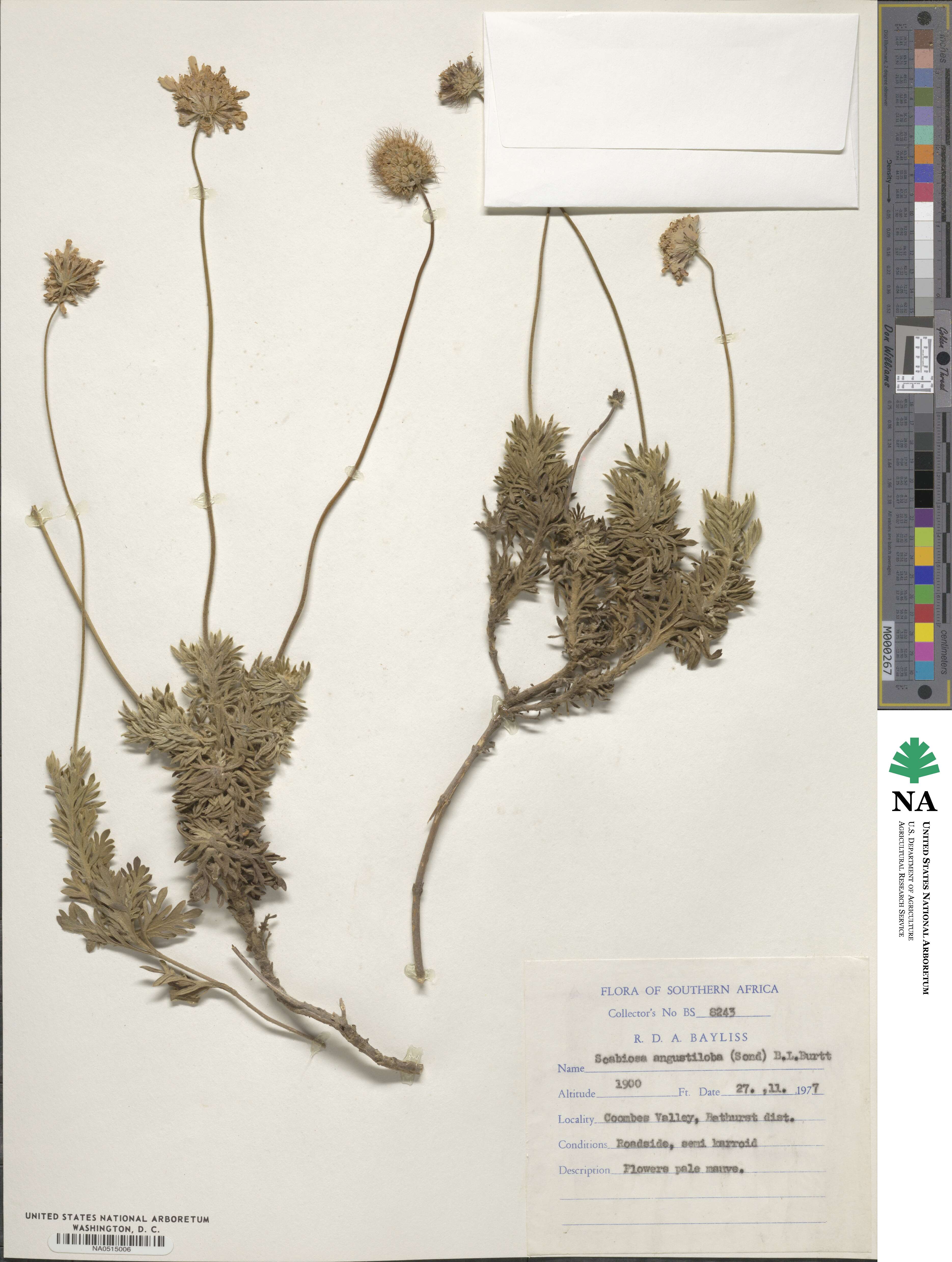 Scabiosa angustiloba image