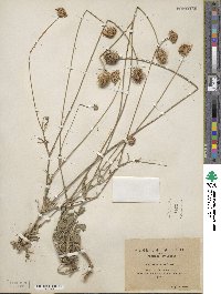 Scabiosa maritima image