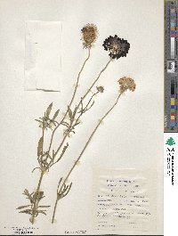 Sixalix atropurpurea subsp. atropurpurea image