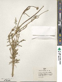 Sixalix atropurpurea subsp. atropurpurea image