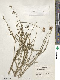 Sixalix atropurpurea subsp. atropurpurea image