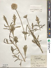 Sixalix atropurpurea subsp. atropurpurea image