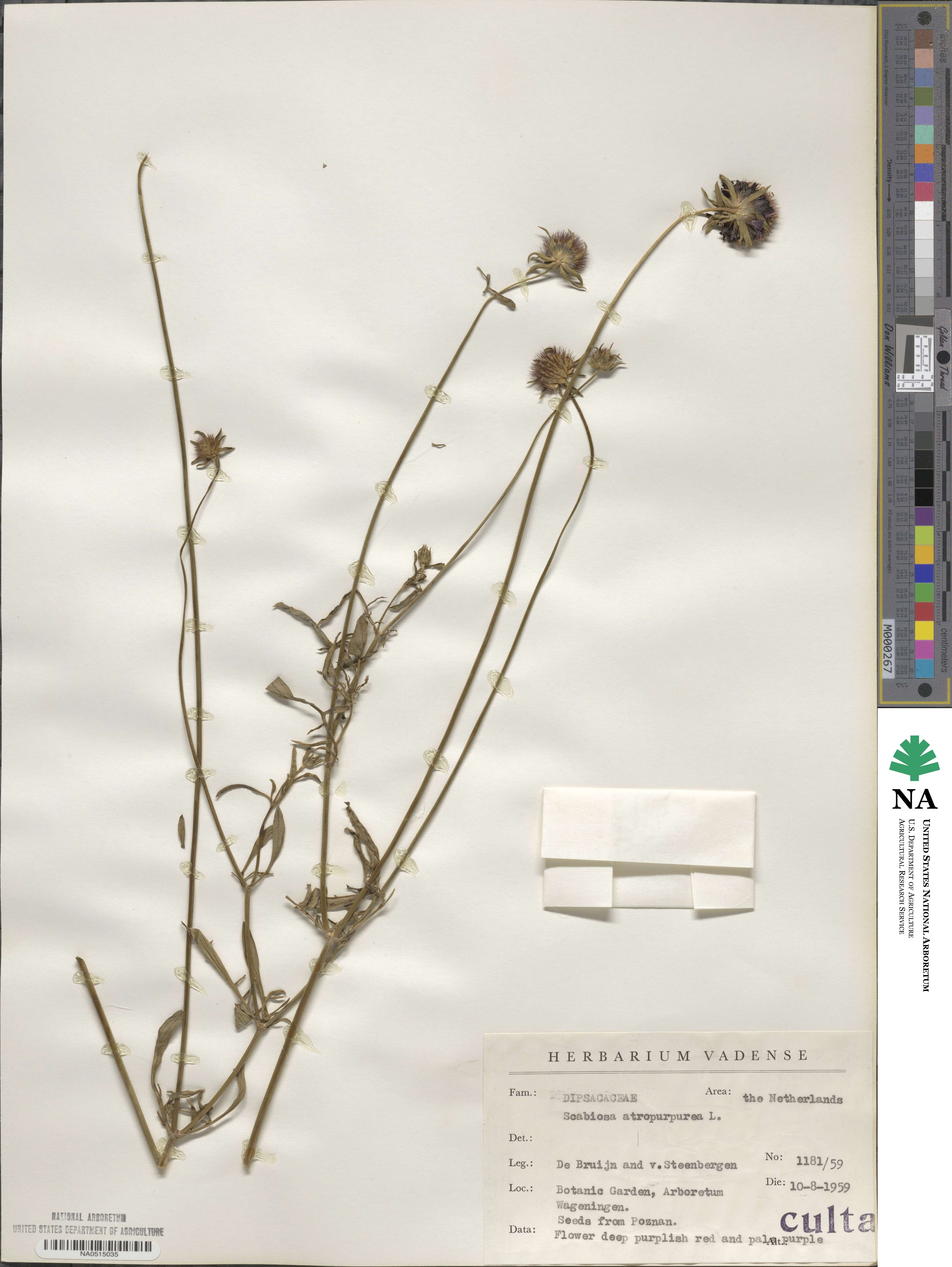 Sixalix atropurpurea subsp. atropurpurea image