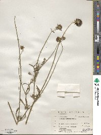 Sixalix atropurpurea subsp. atropurpurea image