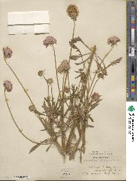 Sixalix atropurpurea subsp. atropurpurea image