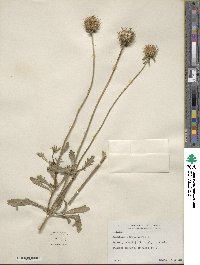 Sixalix atropurpurea subsp. atropurpurea image