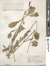 Sixalix atropurpurea subsp. atropurpurea image