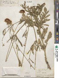 Sixalix atropurpurea subsp. atropurpurea image