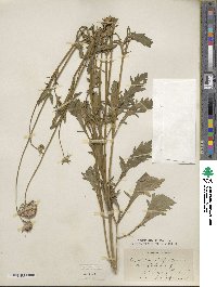 Sixalix atropurpurea subsp. atropurpurea image