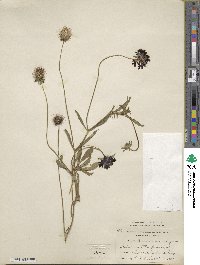 Sixalix atropurpurea subsp. atropurpurea image