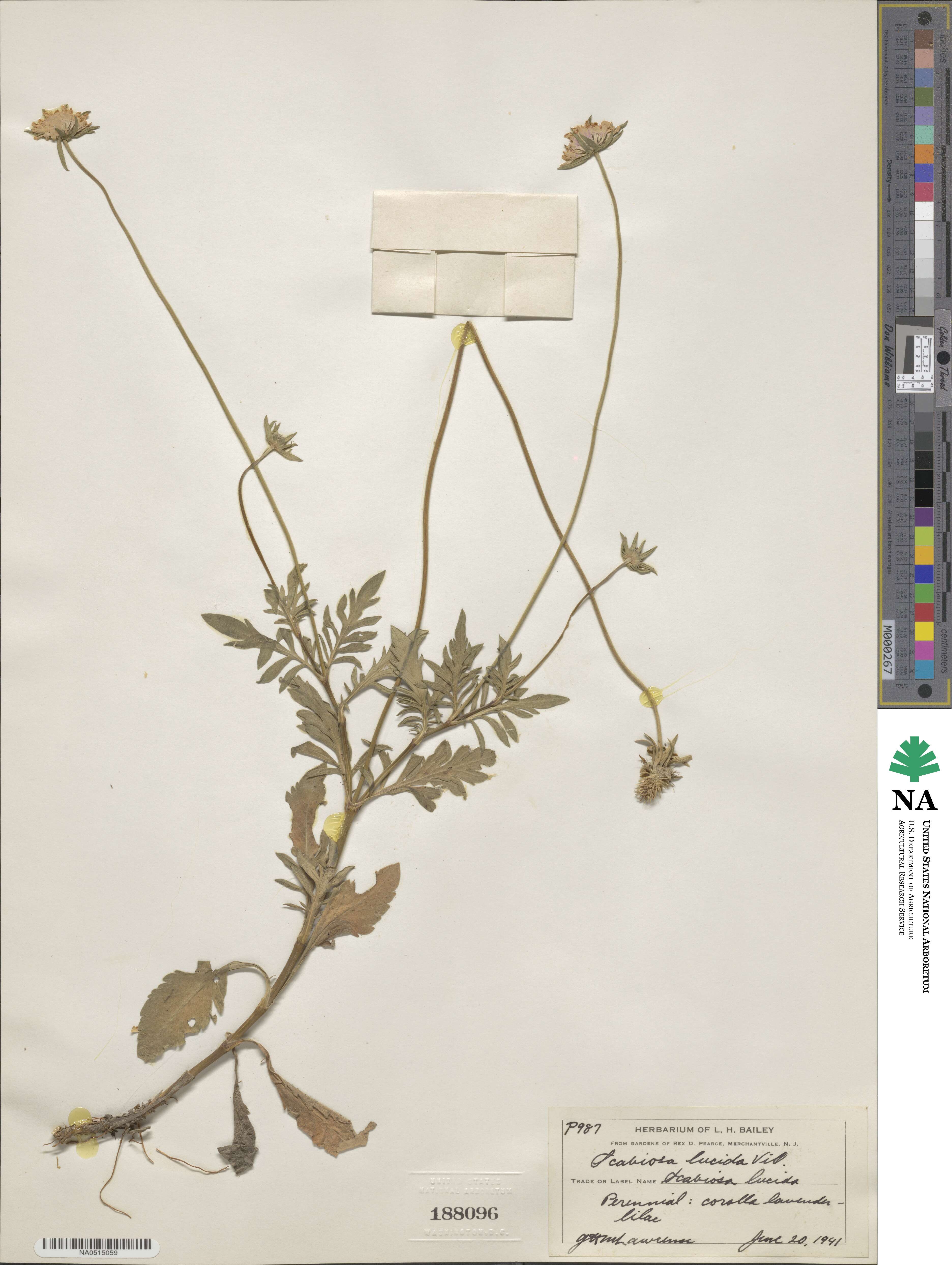 Scabiosa lucida image
