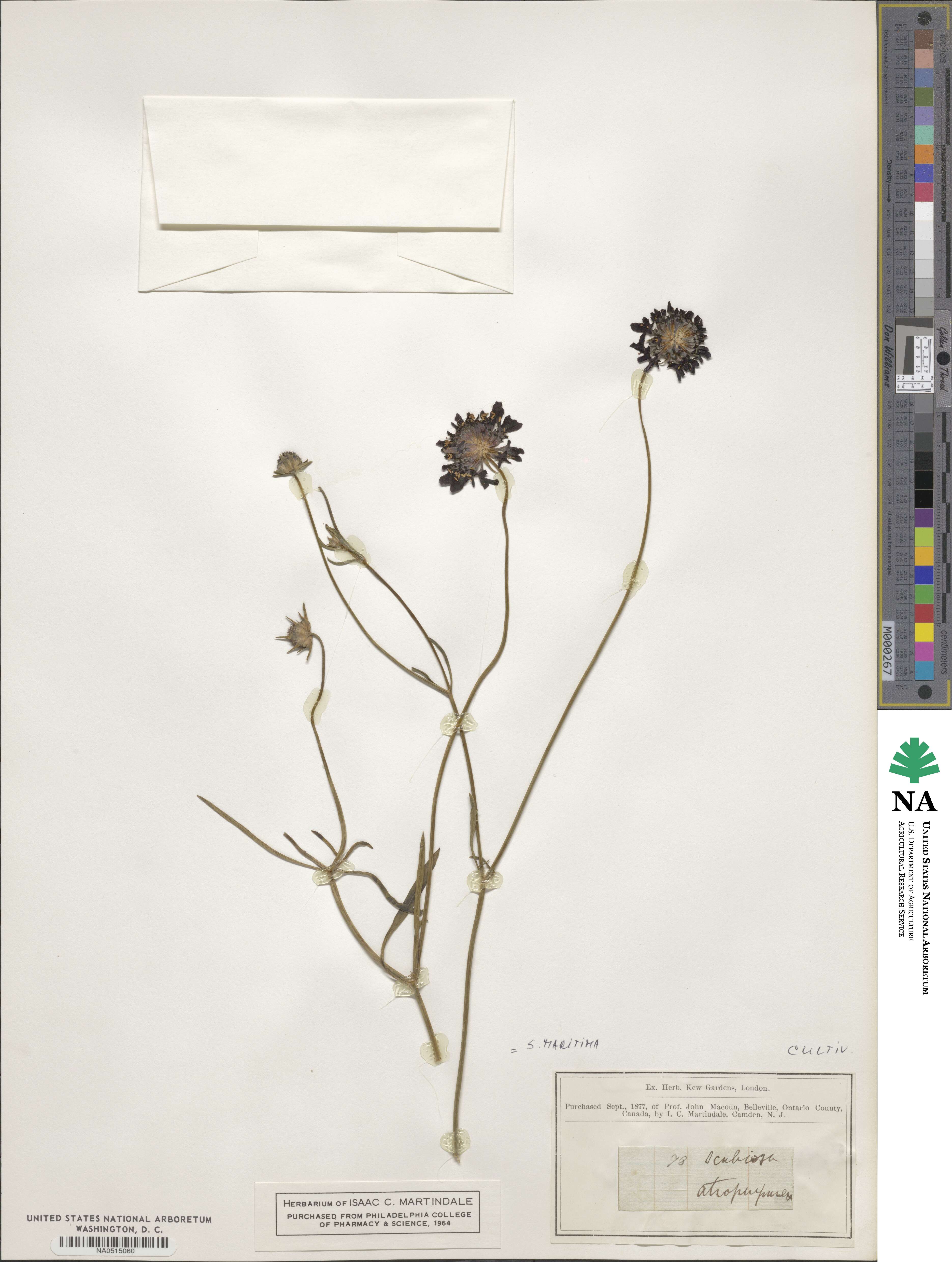 Scabiosa maritima image