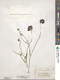 Scabiosa maritima image