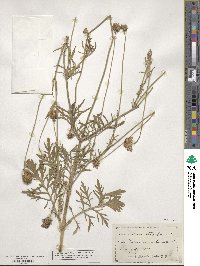 Scabiosa maritima image